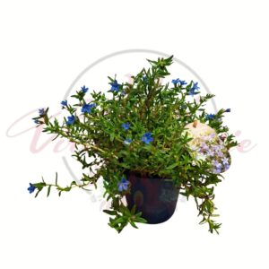 kék kőmagvirág Lithodora diffusa cserepes talajtakaró növény