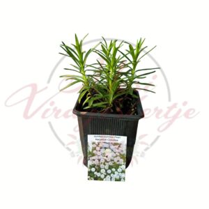Fehér telt virágú kenyélbél cickafark - Achillea ptarmica 'The Pearl' cserepes évelő növény