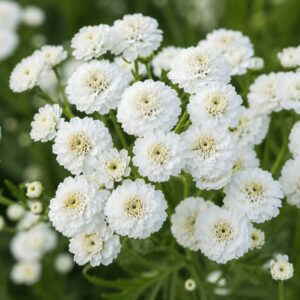 Kenyélbél cickafark - Achillea ptarmica 'Pearl' fehér virágainak közeli fotója