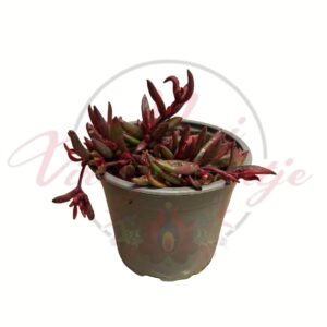 lila kristályvirág Delosperma Dancer Purple cserepes pozsgás növény