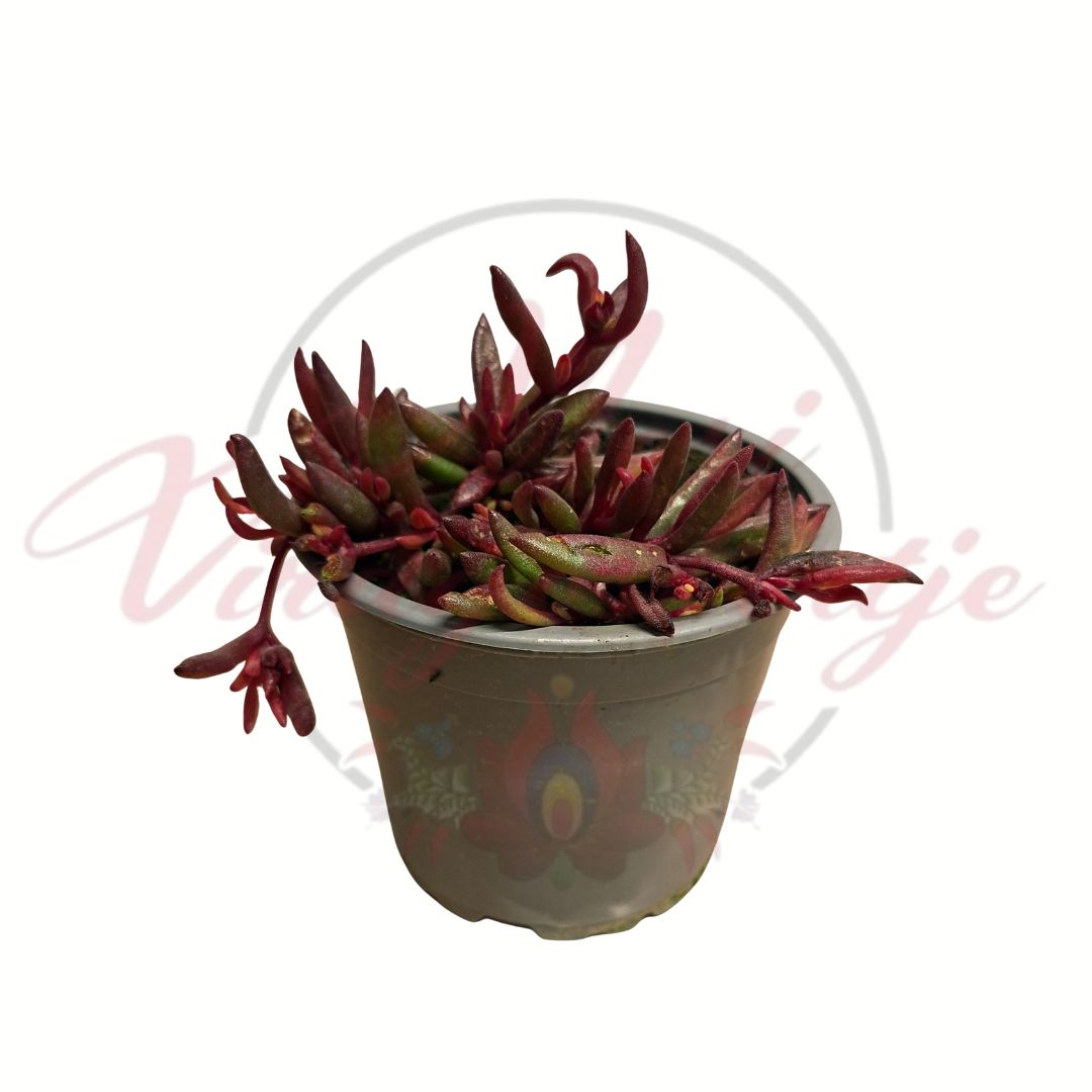 lila kristályvirág Delosperma Dancer Purple cserepes pozsgás növény