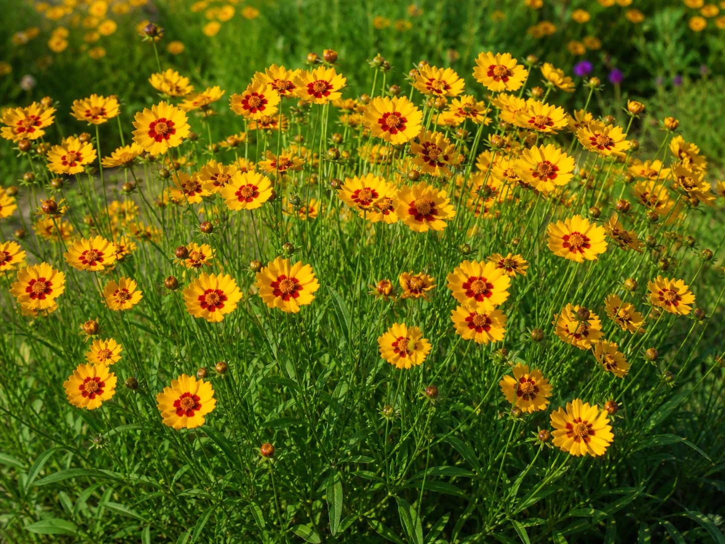 Lándzsás menyecskeszem Coreopsis lanceolata Sterntaler sárga virágzás kertben