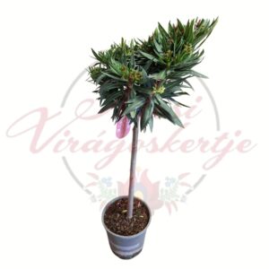 Rózsaszín virágú törzses leander – Nerium oleander mediterrán dísznövény cserépben