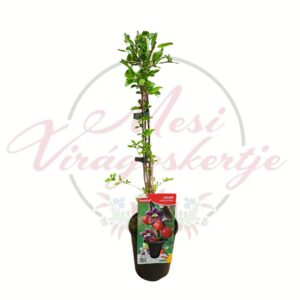 Goji bogyó – Lycium barbarum fiatal gyümölcstermő növény cserépben