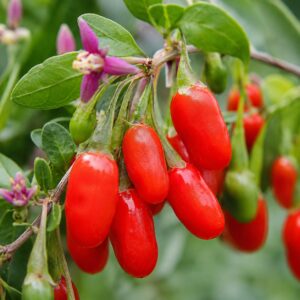 Érett goji bogyók közelről – Lycium barbarum piros termésekkel