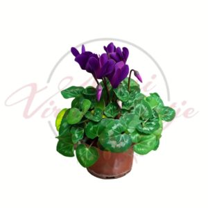 Lila szobai ciklámen – Cyclamen persicum virágzó cserepes növény fehér háttéren