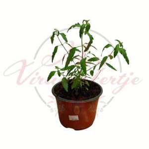 Lisztes zsálya, Salvia farinacea virágzó dísznövény cserépben