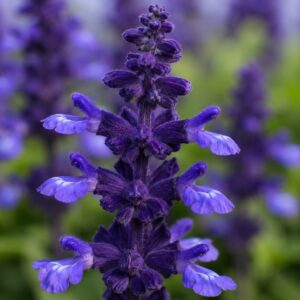 Lisztes zsálya, Salvia farinacea lila virágának közeli makrófotója