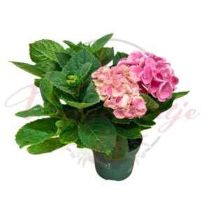 Magical hortenzia – Hydrangea macrophylla rózsaszín virágokkal cserépben