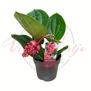 Rózsaszín medinilla – Medinilla magnifica cserepes egzotikus szobanövény