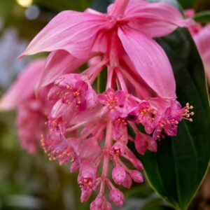 Medinilla magnifica rózsaszín virágainak közeli makró fotója
