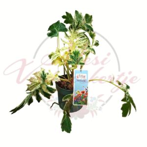 Tarka levelű medveköröm – Acanthus mollis ‘Tasmanian Angel’ dekoratív lombú növény fehér háttéren