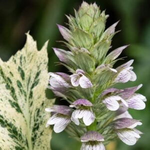 Tarka levelű medveköröm virága – Acanthus mollis ‘Tasmanian Angel’ közeli fotó