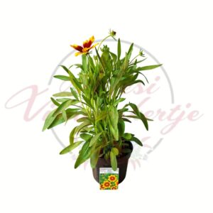 Kétszínű menyecskeszem - Coreopsis grandiflora 'Gold & Bronze' cserepes évelő növény