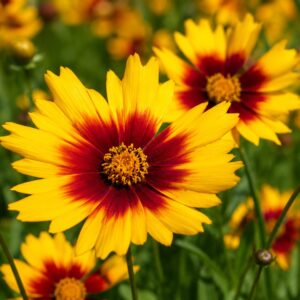 Kétszínű menyecskeszem - Coreopsis grandiflora 'Gold & Bronze' virágának közeli fotója