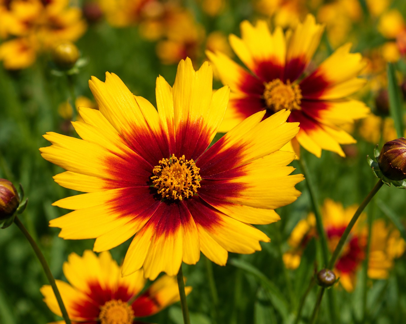 Kétszínű menyecskeszem - Coreopsis grandiflora 'Gold & Bronze' virágának közeli fotója