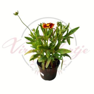 Piros menyecskeszem - Coreopsis grandiflora 'Uptick Red' cserepes évelő növény