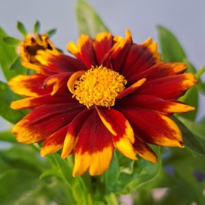 Piros menyecskeszem - Coreopsis grandiflora 'Uptick Red' virágának közeli fotója