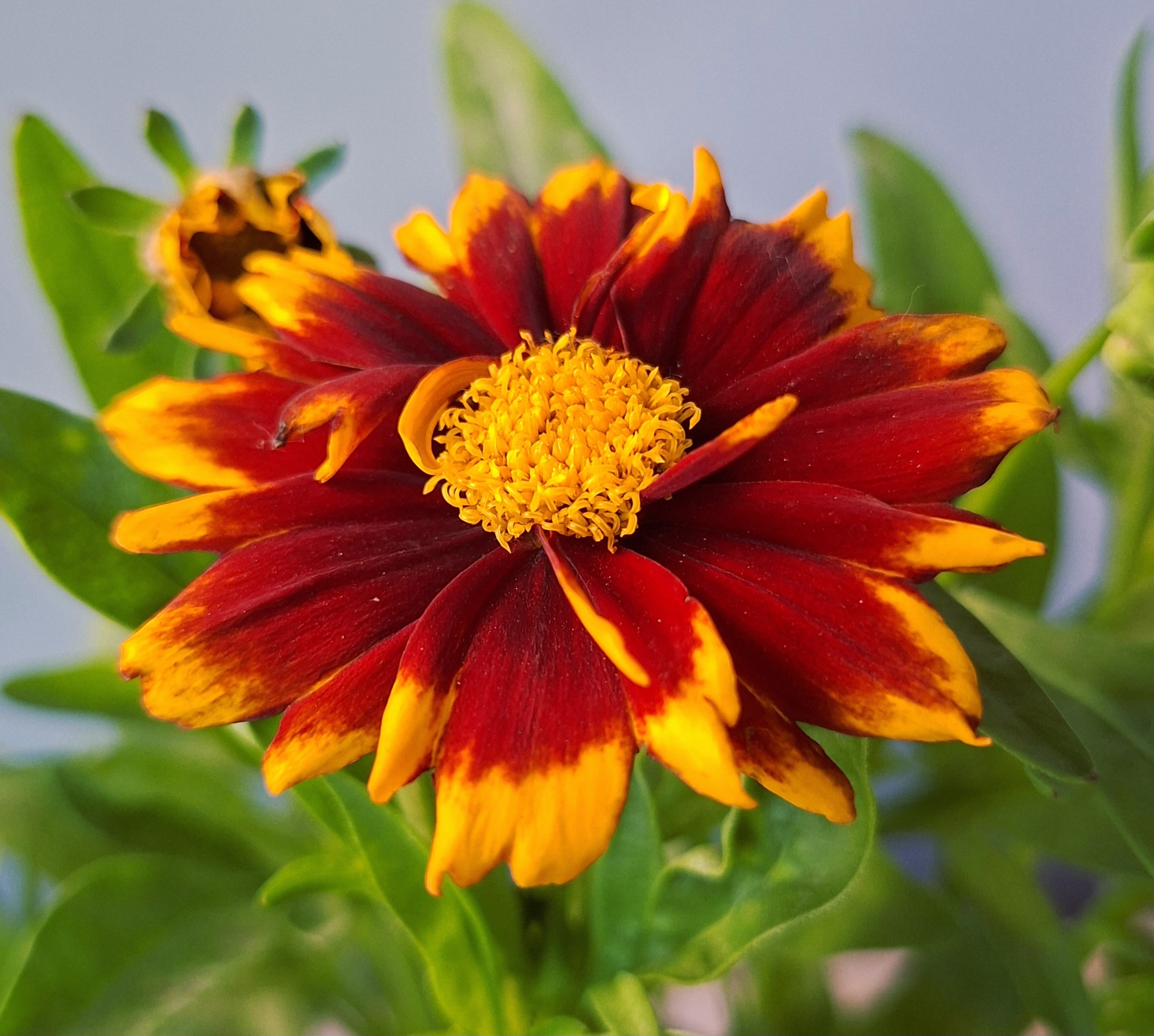 Piros menyecskeszem - Coreopsis grandiflora 'Uptick Red' virágának közeli fotója