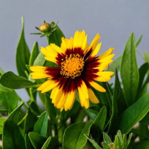 Sárga-piros menyecskeszem - Coreopsis grandiflora 'Sunkiss Yellow Red' virágának közeli fotója