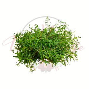 Molyhos madárhúr – Cerastium tomentosum alacsony növekedésű talajtakaró évelő növény