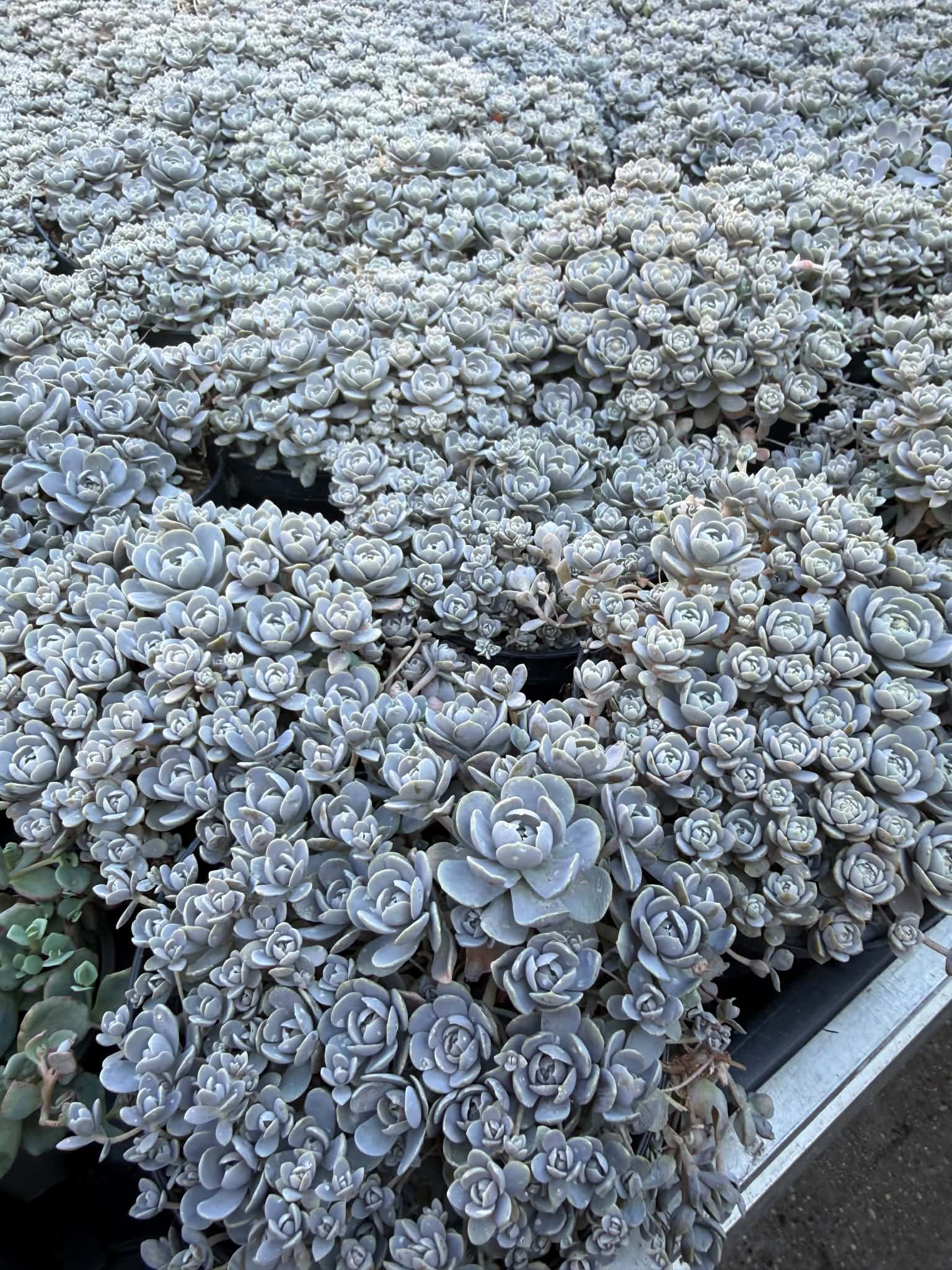 Mongol kövirózsa – Orostachys iwarenge sűrű talajtakaró állományban