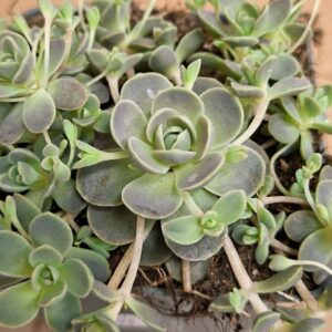 Orostachys iwarenge rozettáinak közeli fotója