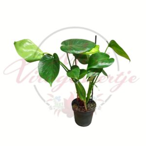 Könnyezőpálma szobanövény – Monstera deliciosa fényes zöld levelekkel cserépben