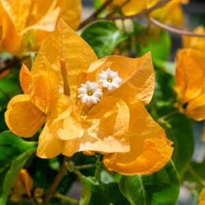 Sárga murvafürt virág közeli fotója – Bougainvillea papírszerű murvalevelekkel