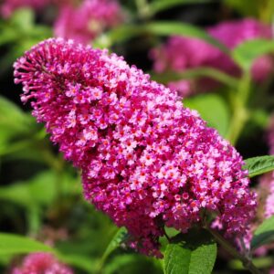 Nyáriorgona ‘Butterfly Candy Cerise’ virága közelről – Buddleja davidii