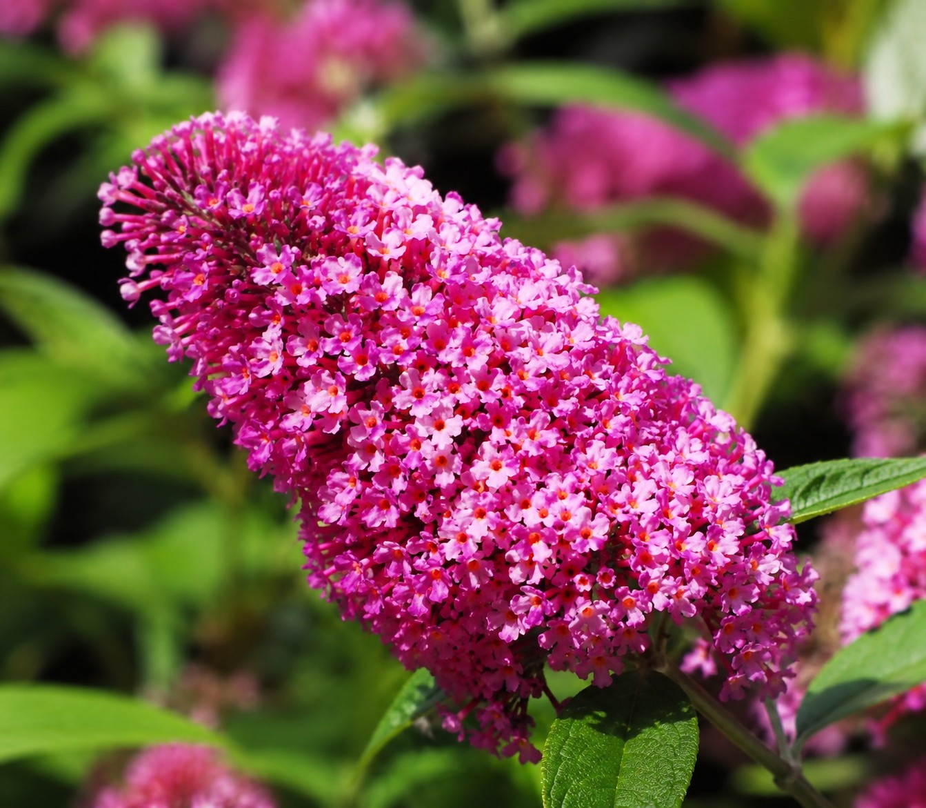 Nyáriorgona ‘Butterfly Candy Cerise’ virága közelről – Buddleja davidii