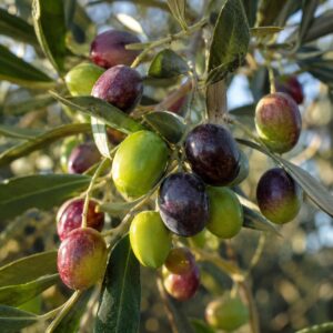 Olajbogyók közelről az olajfa ágán – Olea europaea