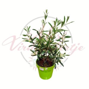 Virágzó olajfa – Olea europaea cserepes mediterrán növény
