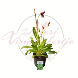 Orchideakankalin - Primula vialii 'Red Rose' különleges virágú évelő növény cserépben
