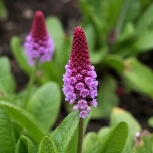 Orchideakankalin – Primula vialii ‘Red Rose’ különleges piros-rózsaszín virágzata közeli fotón, természetes kerti környezetben.