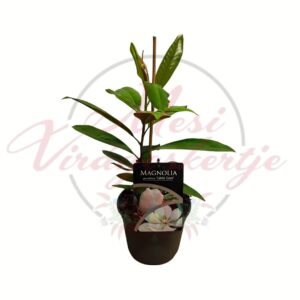 Örökzöld magnólia – Magnolia grandiflora ‘Little Gem’ cserepes dísznövény fehér virágokkal