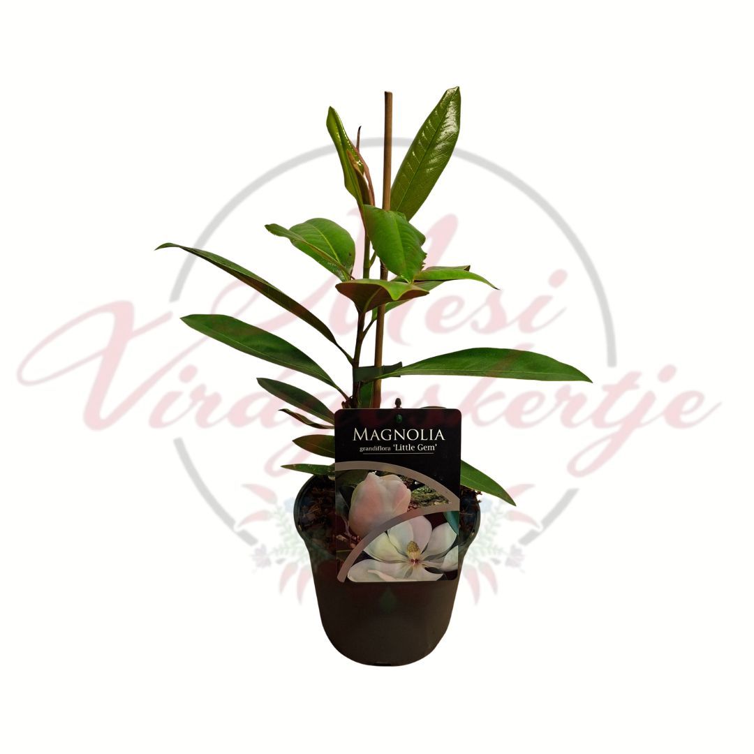 Örökzöld magnólia – Magnolia grandiflora ‘Little Gem’ cserepes dísznövény fehér virágokkal