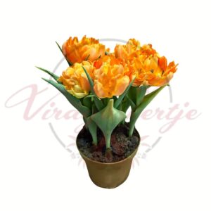 Narancssárga telt virágú tulipánok 5 hagymás összeültetésben