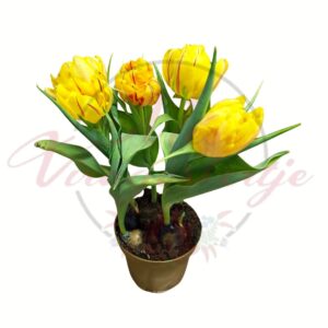 5 hagymás sárga tulipán válogatás – Tulipa mix cserépben