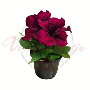 Bordó petúnia Petunia × hybrida cserepes virág