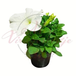 Fehér petúnia Petunia × hybrida cserepes virág