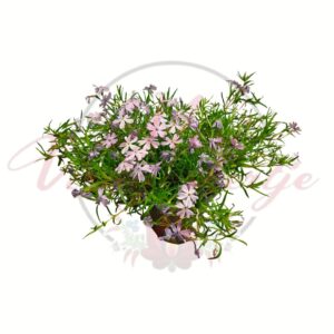 Lila árnyalatú árlevelű lángvirág – Phlox subulata