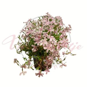 Rózsaszín virágú árlevelű lángvirág – Phlox subulata talajtakaró évelő