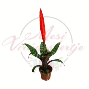 Pikkelyvirág bromélia – Vriesea splendens piros virágzattal fehér háttéren
