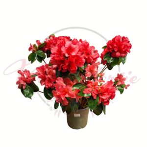 Piros japán azálea Rhododendron obtusum élénk piros virágokkal cserépben