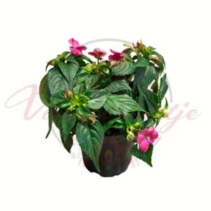 Pink nebáncsvirág Impatiens walleriana cserepes növény
