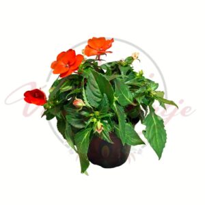 Piros nebáncsvirág Impatiens walleriana cserepes növény