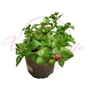 Porcsinrózsa 10-es cserépben, Portulaca grandiflora fiatal növény