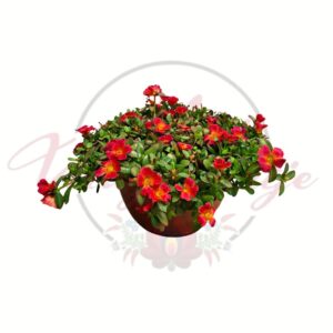 Piros virágú porcsinrózsa cserépben, Portulaca grandiflora