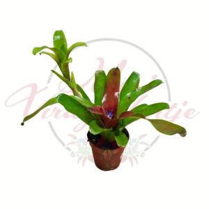 Regel bromélia – Neoregelia hybrid egzotikus bromélia szobanövény fehér háttéren